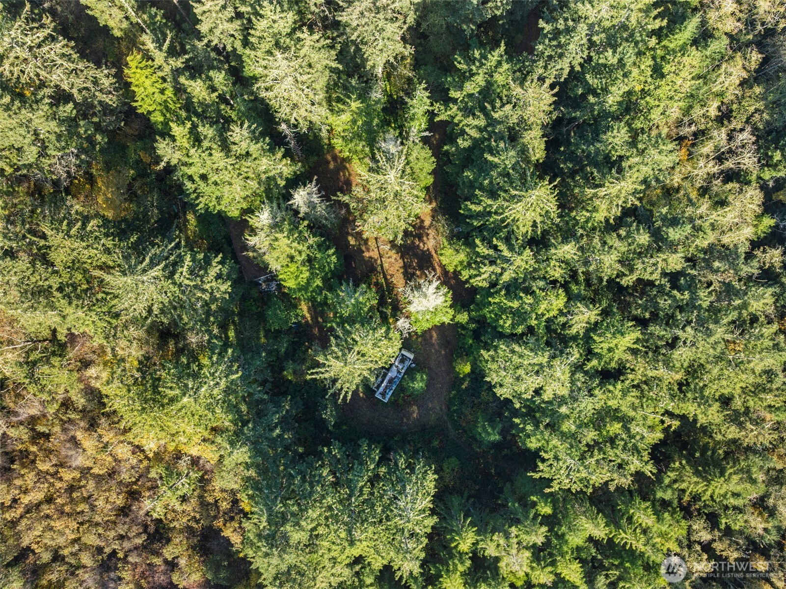 1 147th Place Long Beach, WA 98631 - Photo 5 of 14 a view of a lush green forest