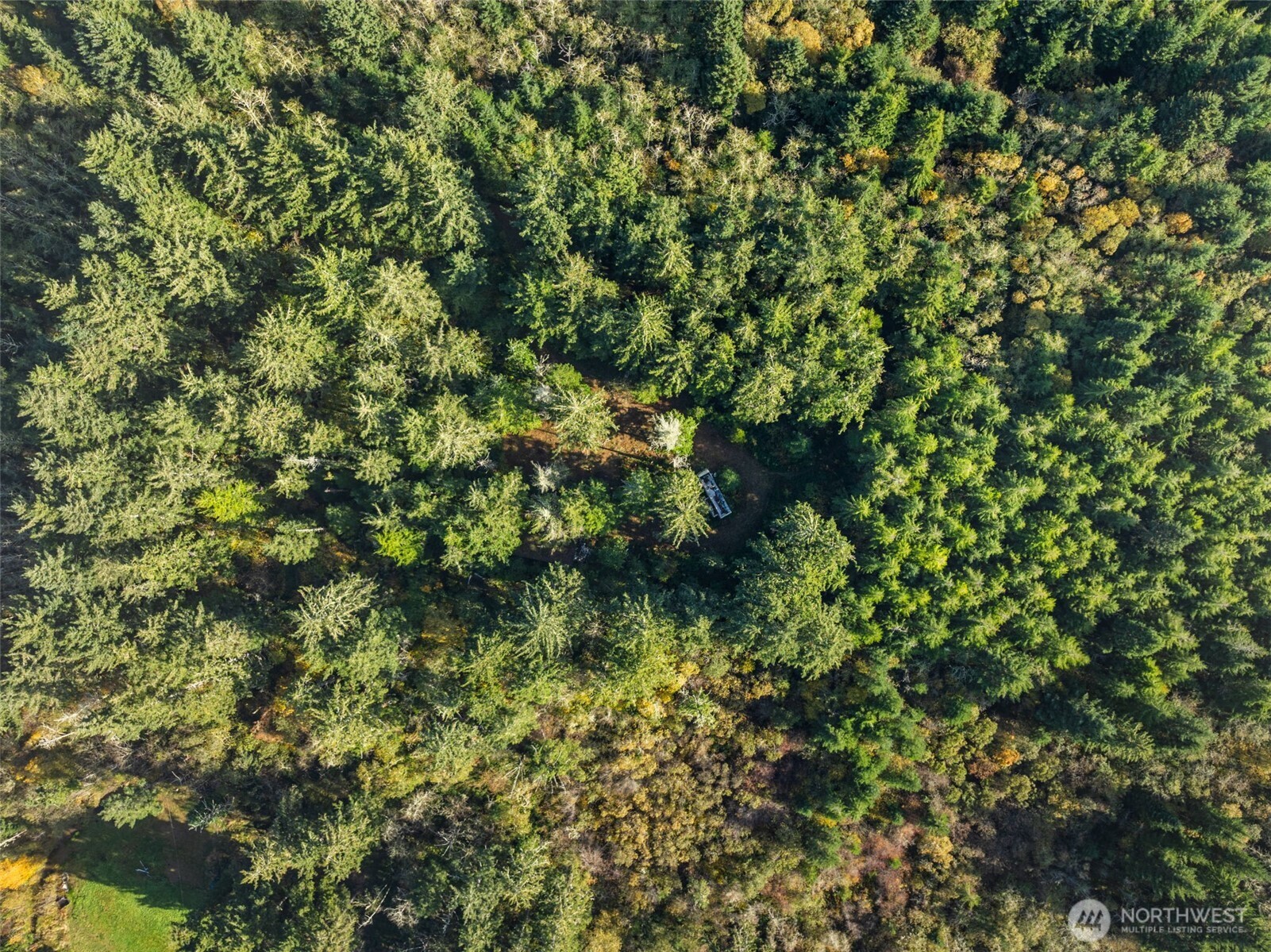 1 147th Place Long Beach, WA 98631 - Photo 10 of 14 a view of a lush green forest