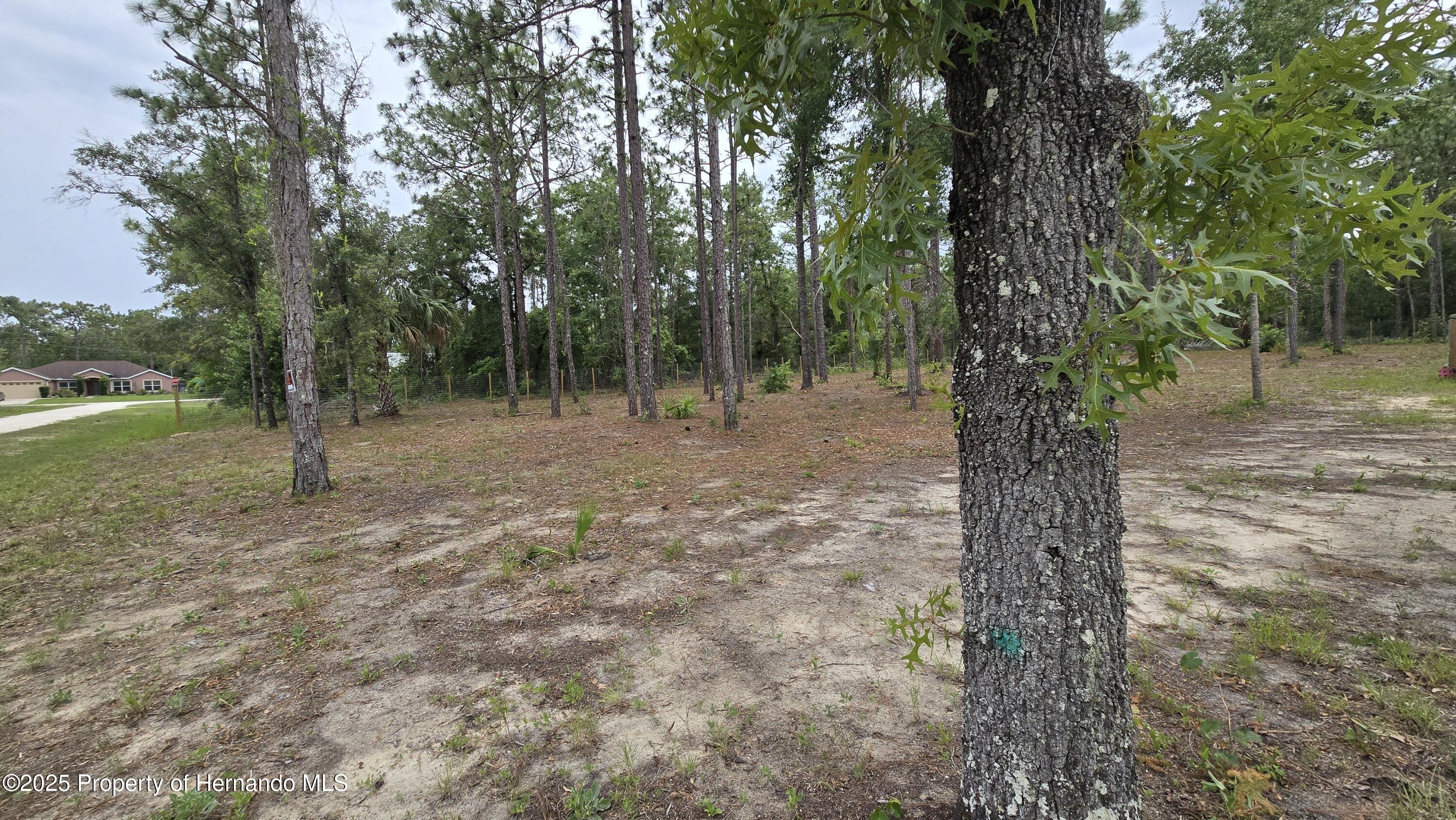 0 Catbird Road Weeki Wachee, FL 34614 - Photo 3 of 6