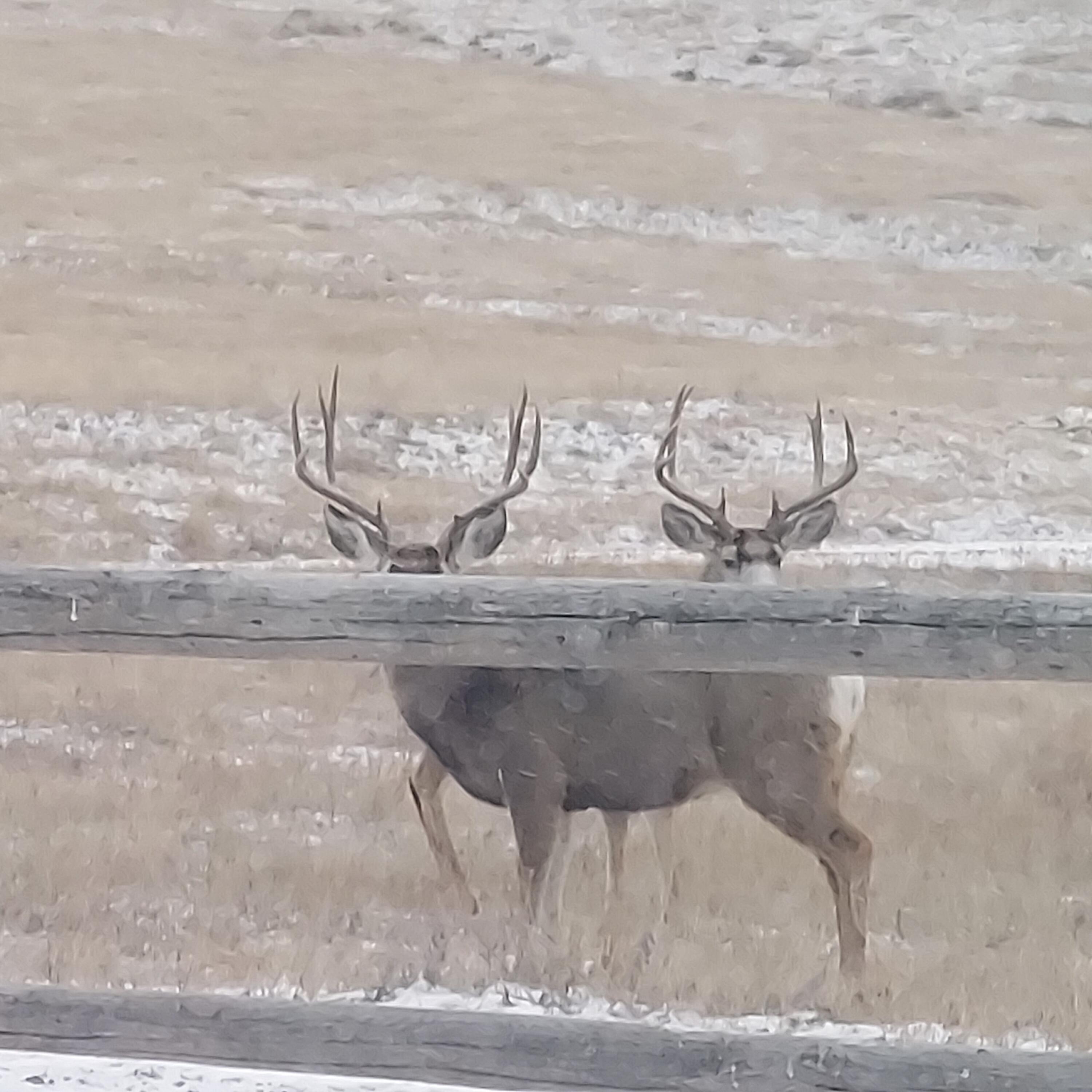 593 Lower Prairie Dog Road Sheridan, WY 82801 - Photo 27 of 142 123_1(35)