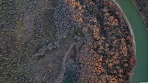 a close up of a plant