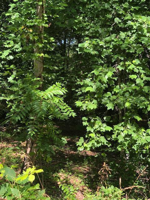 Grandpa's Ridge Sharps Chapel, TN 37866 - Photo 6 of 14 Lot 87-GR 2