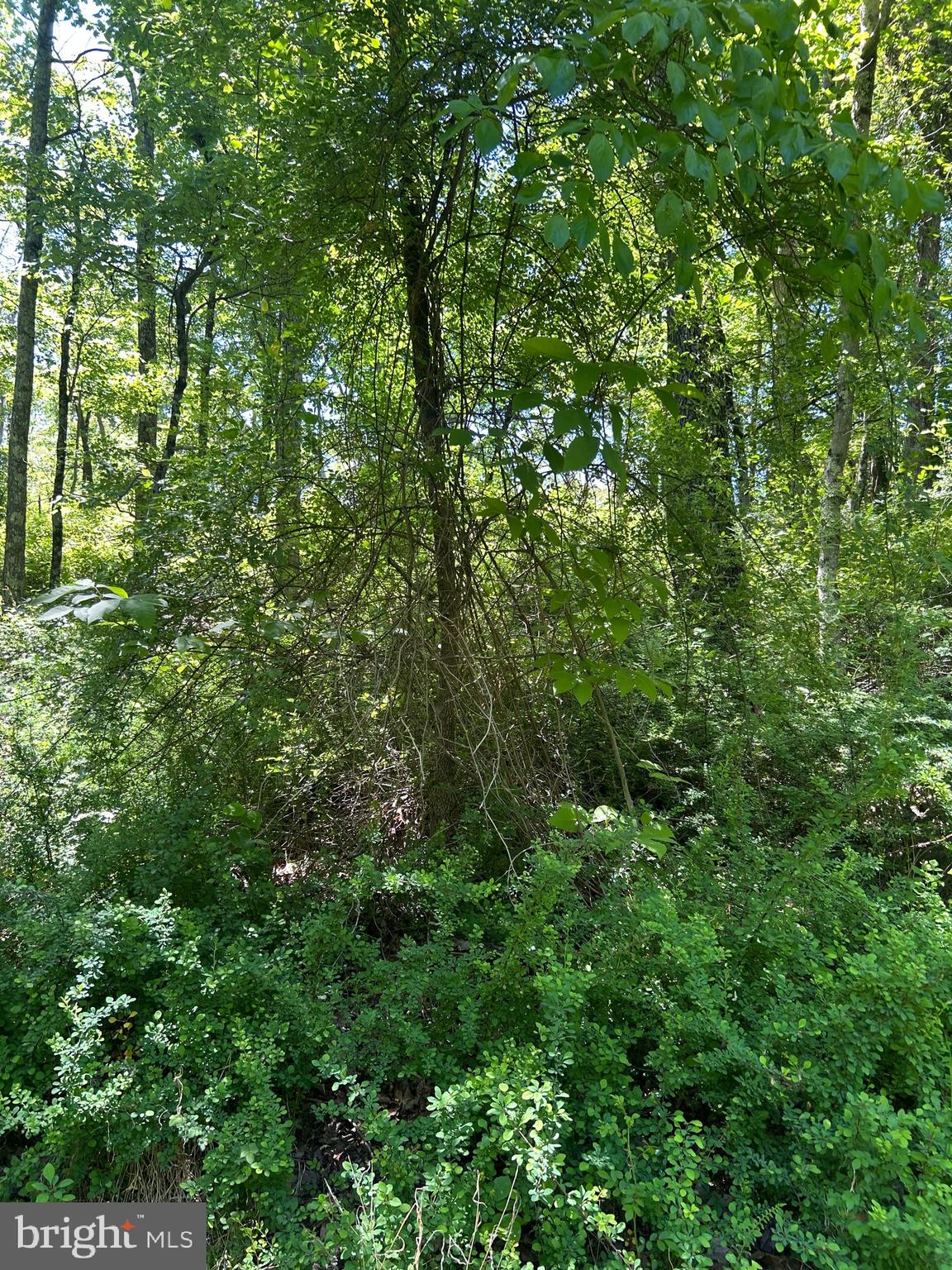 South Timber Ridge Road Cross Junction, VA 22625 - Photo 7 of 32 a view of a lush green forest