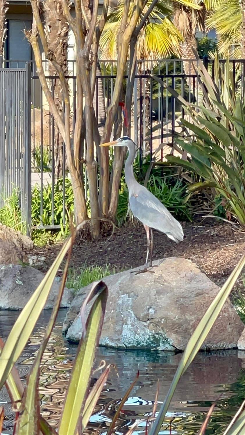 1104 Copper Cottage Lane Modesto, CA 95355 - Photo 47 of 48