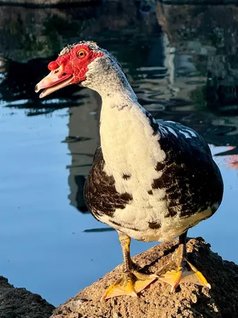 $499,900 | 1104 Copper Cottage Lane, Modesto, CA 95355