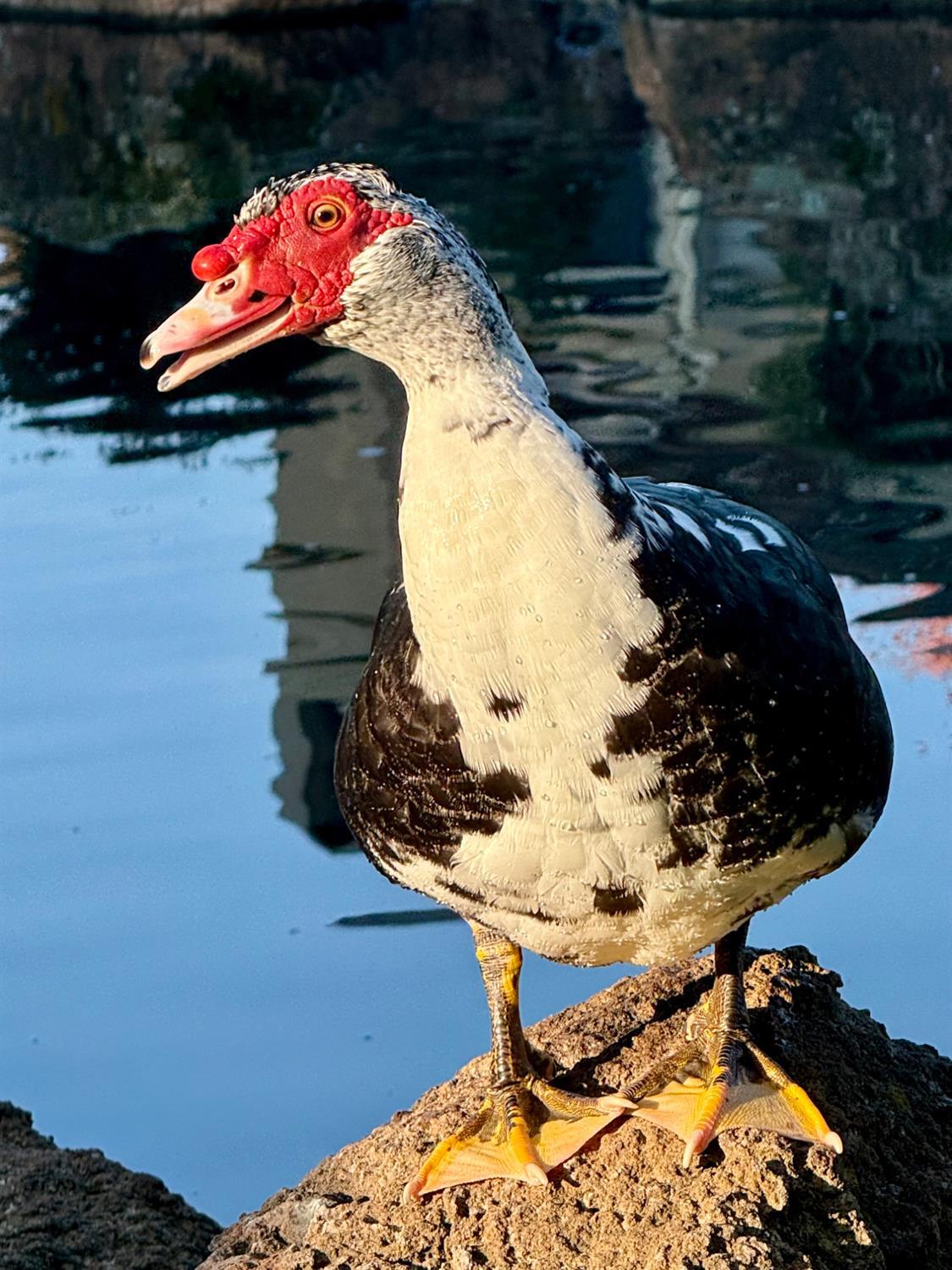 1104 Copper Cottage Lane Modesto, CA 95355 - Photo 48 of 48