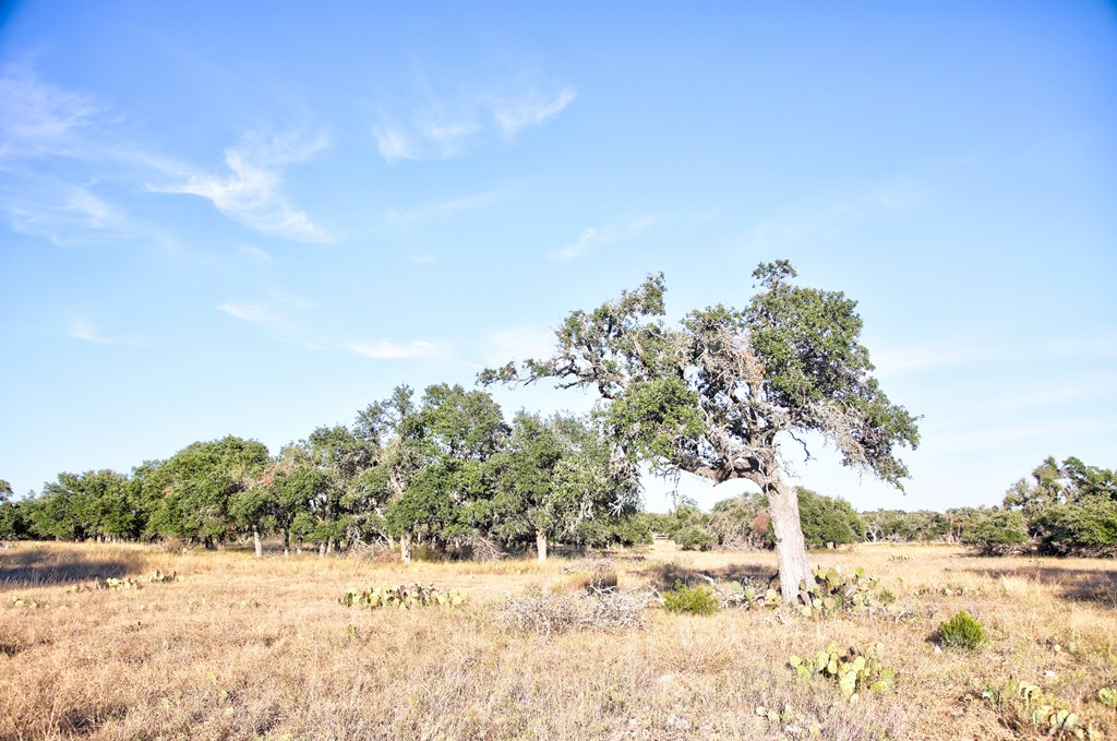 125 Stevens Ranch Road, Unit 1 Harper, TX 78631 - Photo 8 of 21 Gallery Image 8