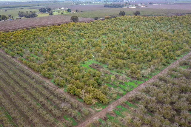 a view of a garden with a tree
