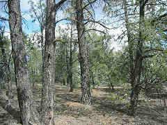 2874 Lodgepole Road, Unit 12 Overgaard, AZ 85933 - Photo 1 of 6 Primary Photo
