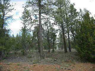 2874 Lodgepole Road, Unit 12 Overgaard, AZ 85933 - Photo 2 of 6 Additional Photo