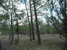 2874 Lodgepole Road, Unit 12 Overgaard, AZ 85933 - Photo 3 of 6 Additional Photo