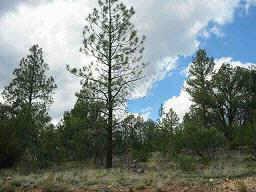 2874 Lodgepole Road, Unit 12 Overgaard, AZ 85933 - Photo 4 of 6 Additional Photo