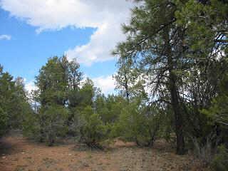 2874 Lodgepole Road, Unit 12 Overgaard, AZ 85933 - Photo 6 of 6 Additional Photo