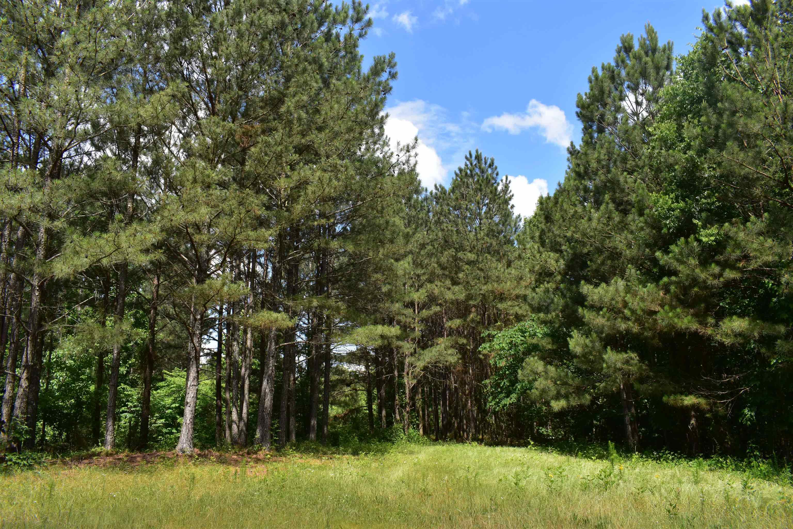 0 Nickelsville Road Ranger, GA 30734 - Photo 4 of 9