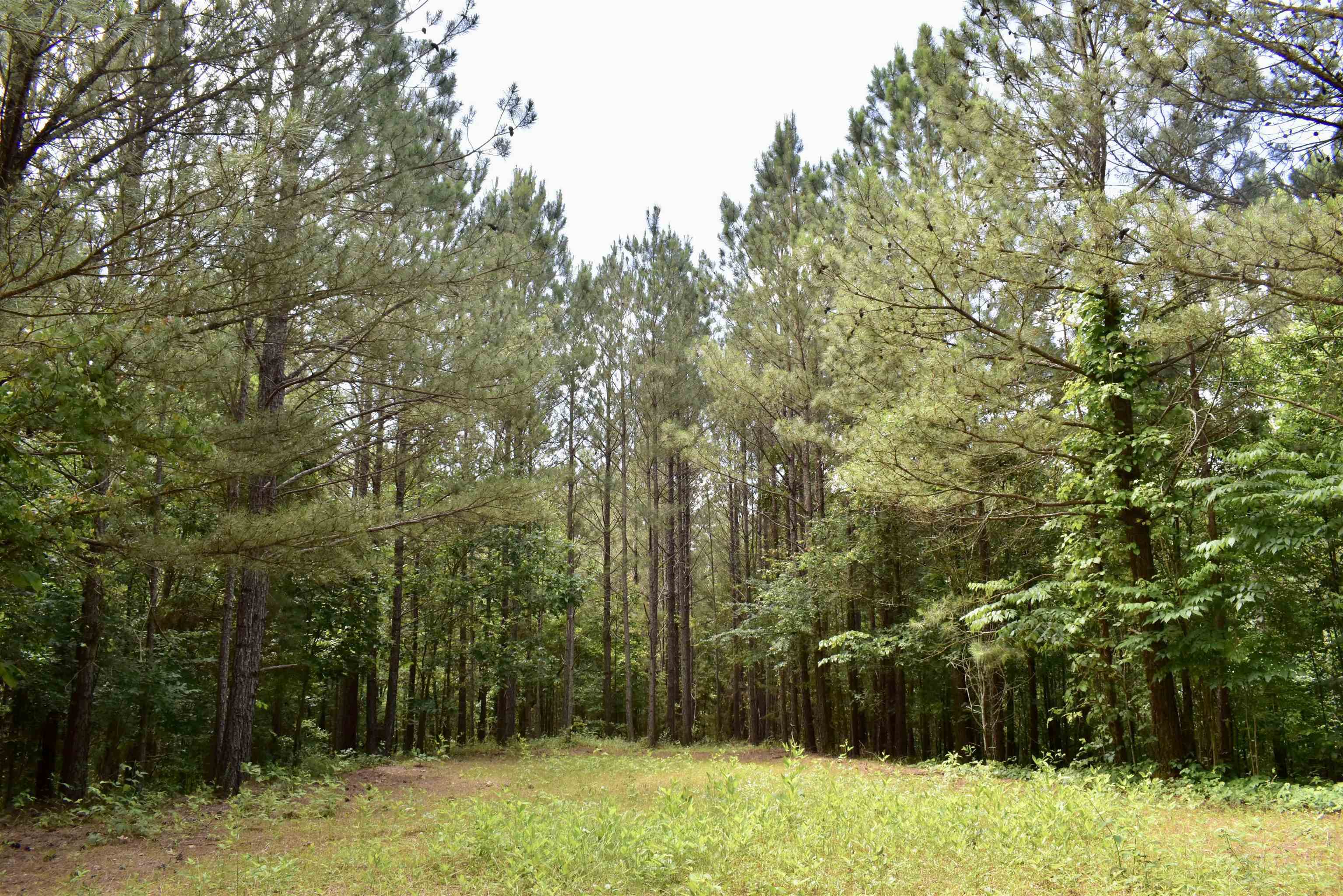 0 Nickelsville Road Ranger, GA 30734 - Photo 7 of 9