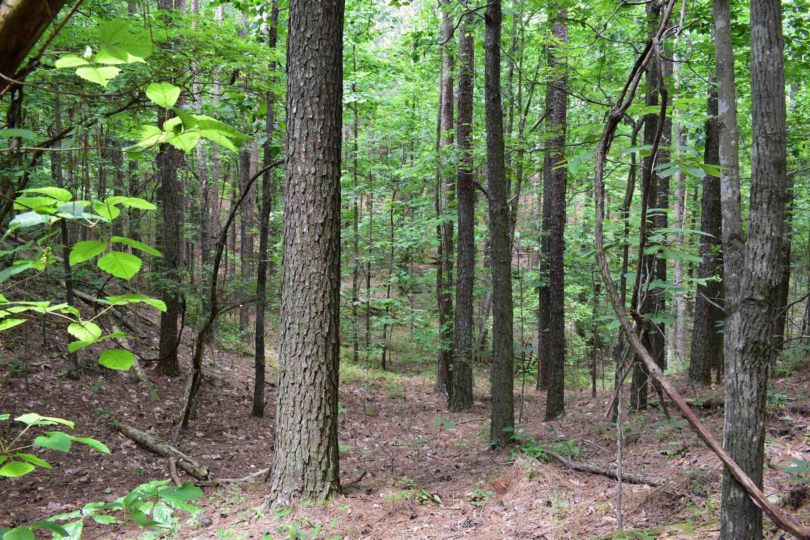 0 Nickelsville Road Ranger, GA 30734 - Photo 8 of 9