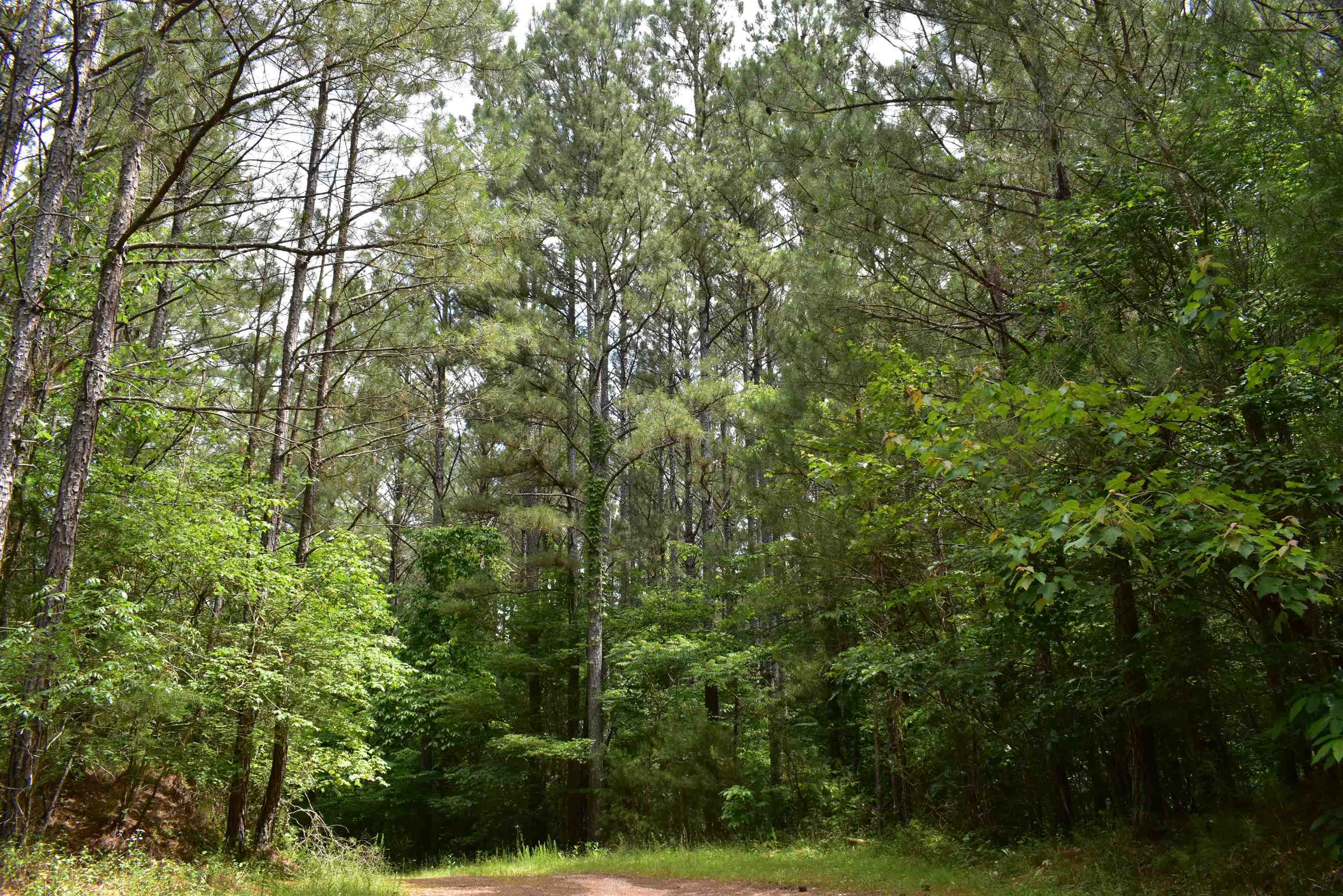 0 Nickelsville Road Ranger, GA 30734 - Photo 9 of 9