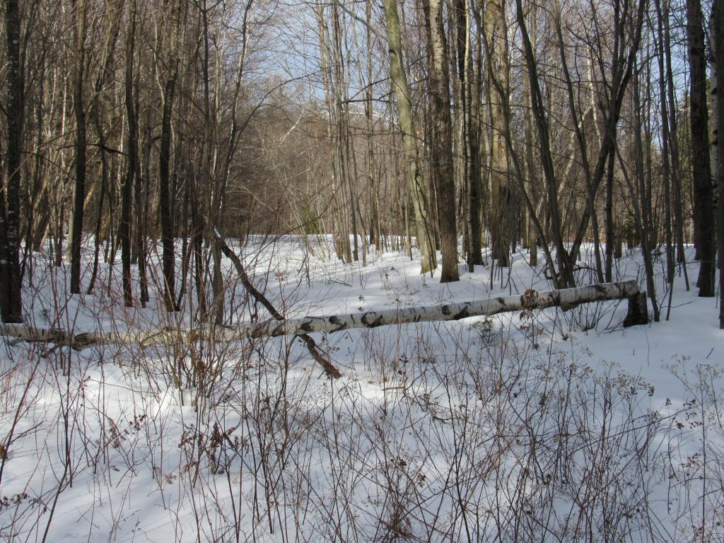 Lot 7 Gendron Road Jay, VT 05859 - Photo 6 of 11 Gallery Image 6
