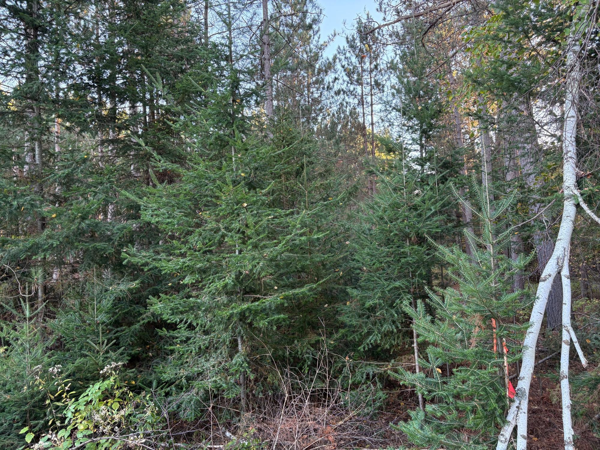 Lot 2 Plantation Road Pelican Lake, WI 54463 - Photo 6 of 7 Gallery Image 6