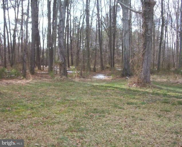 4982 Old Trappe Road Trappe, MD 21673 - Photo 3 of 12 Back yard