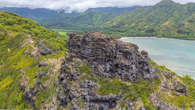 a view of a forest with a lake