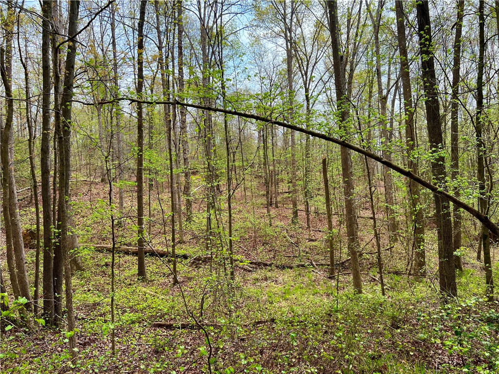 1234 Dunlap Road Anderson, SC 29621 - Photo 7 of 7 Mature trees and lush undergrowth define this tranquil, undeveloped woodland setting.