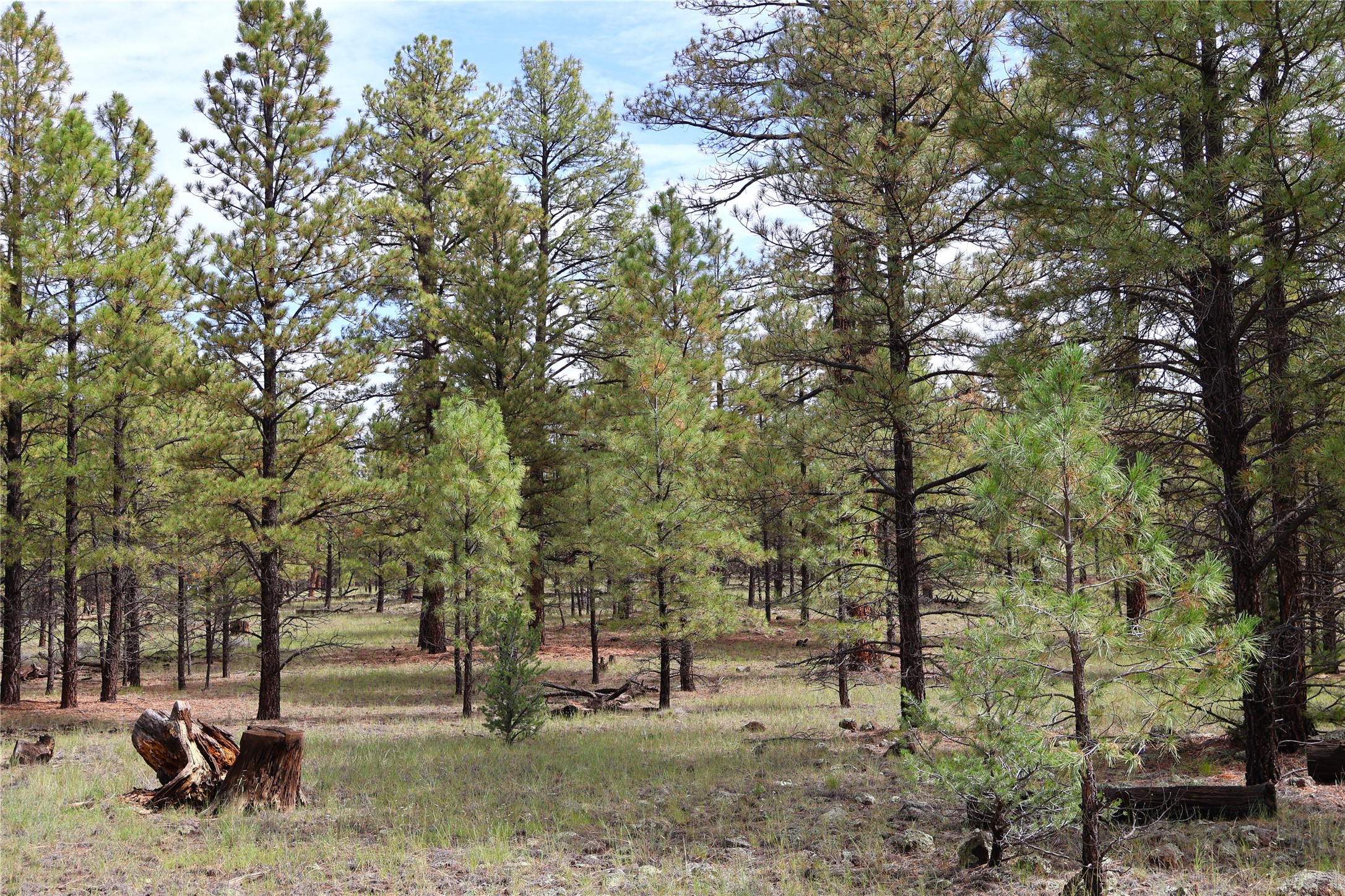 Lot 44 Rhyolite Road Grants, NM 87020 - Photo 2 of 31 Gallery Image 2