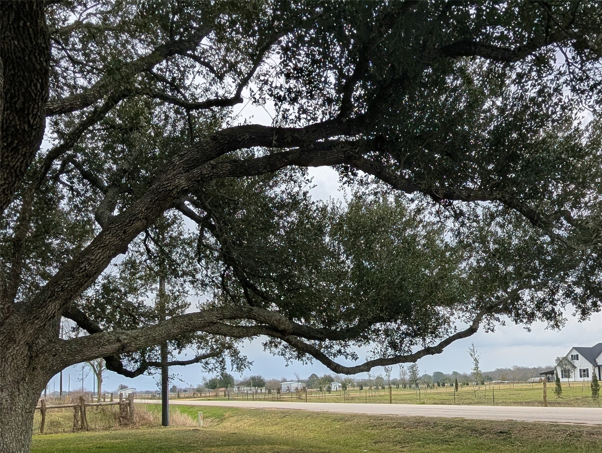 4779 Mixville Road Sealy, TX 77474 - Photo 33 of 47 Picturesque view featuring a large, mature live oak tree with sprawling branches, providing shade over a grassy area. This scene includes a quiet road, open fields, and a few houses in the distance, offering a serene, rural atmosphere.
