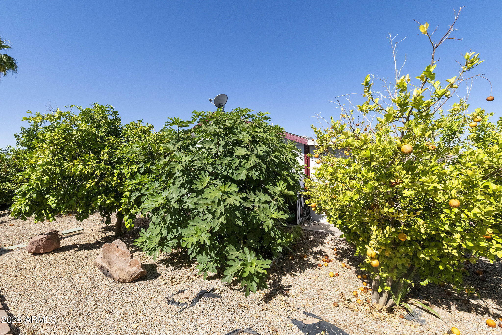 3700 South Tomahawk Road, Unit 73 Apache Junction, AZ 85119 - Photo 22 of 49 a close up of a plant in a garden