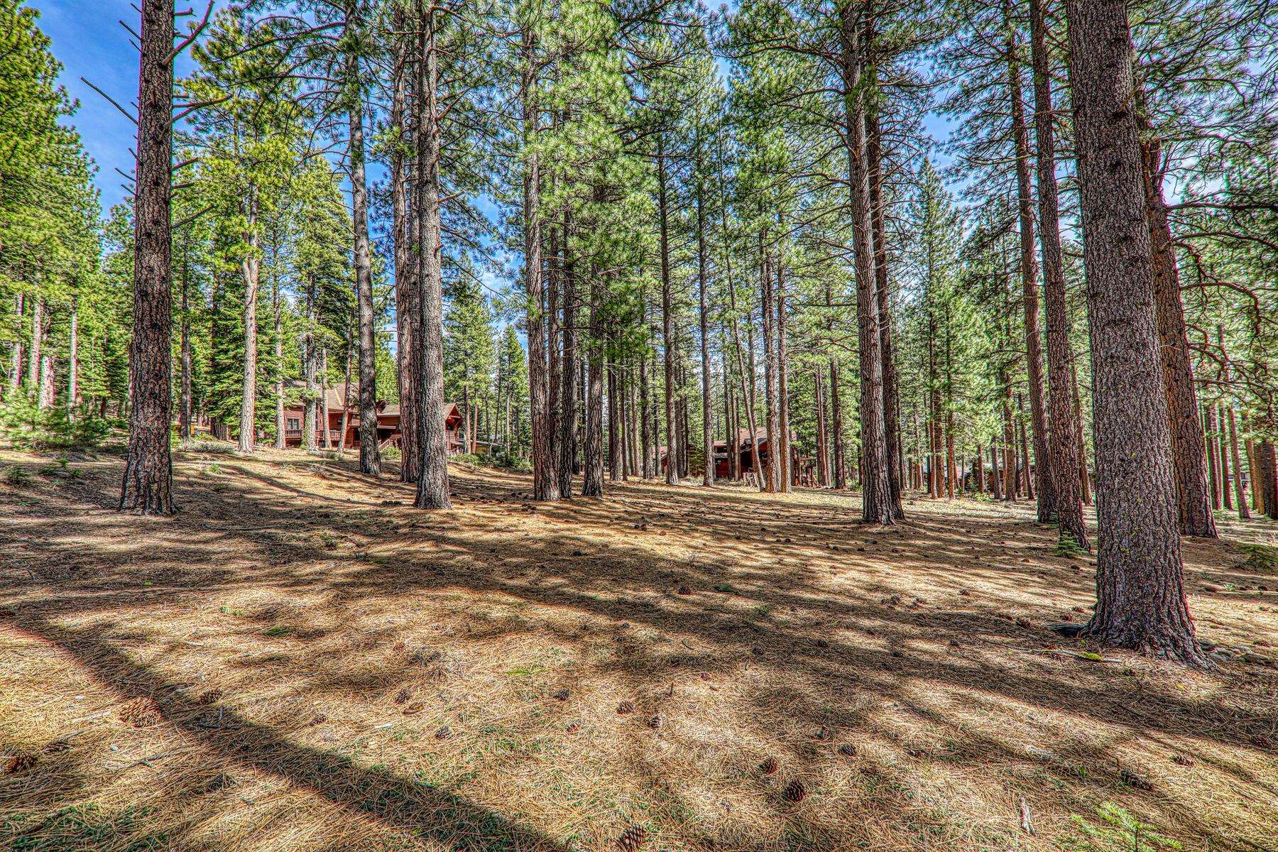 11581 Bottcher Loop Truckee, CA 96161 - Photo 11 of 23 a view of a tree in the middle of a yard
