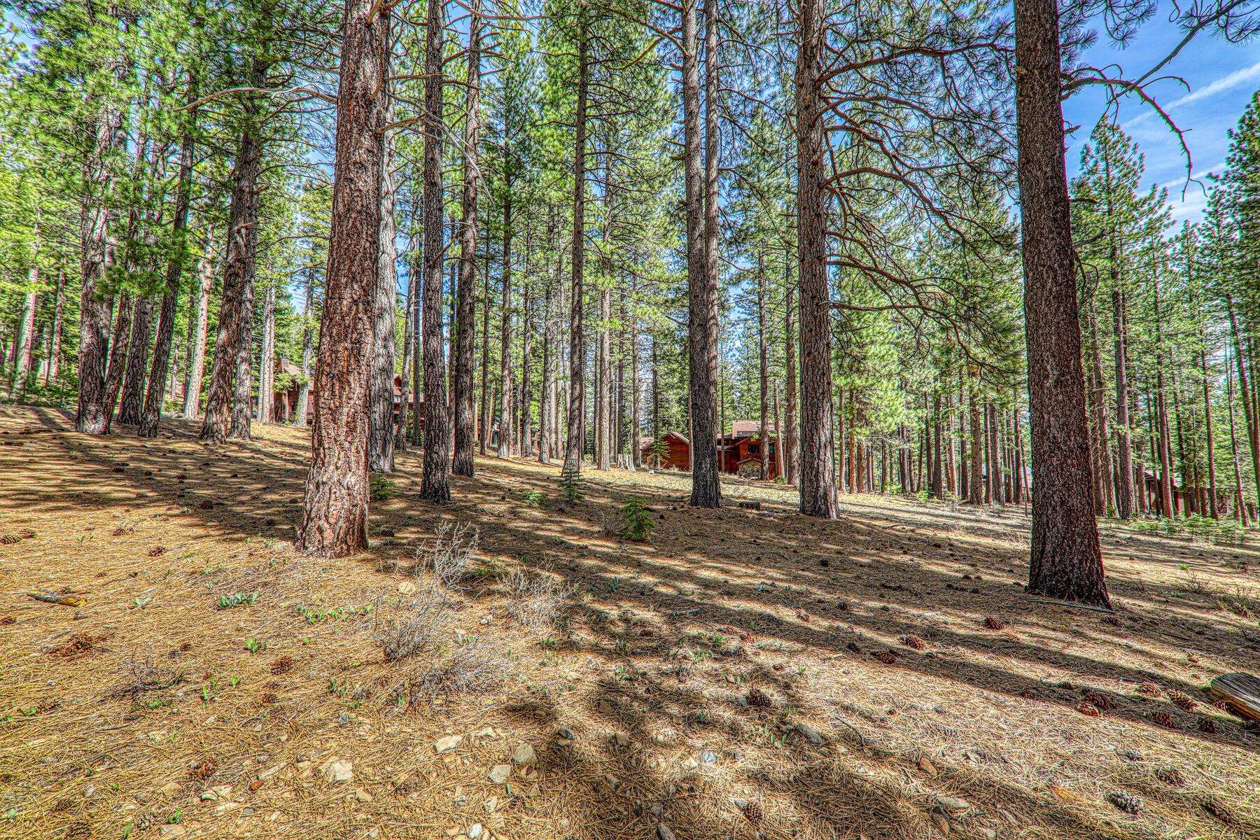 11581 Bottcher Loop Truckee, CA 96161 - Photo 12 of 23 a view of a tree in the middle of a yard