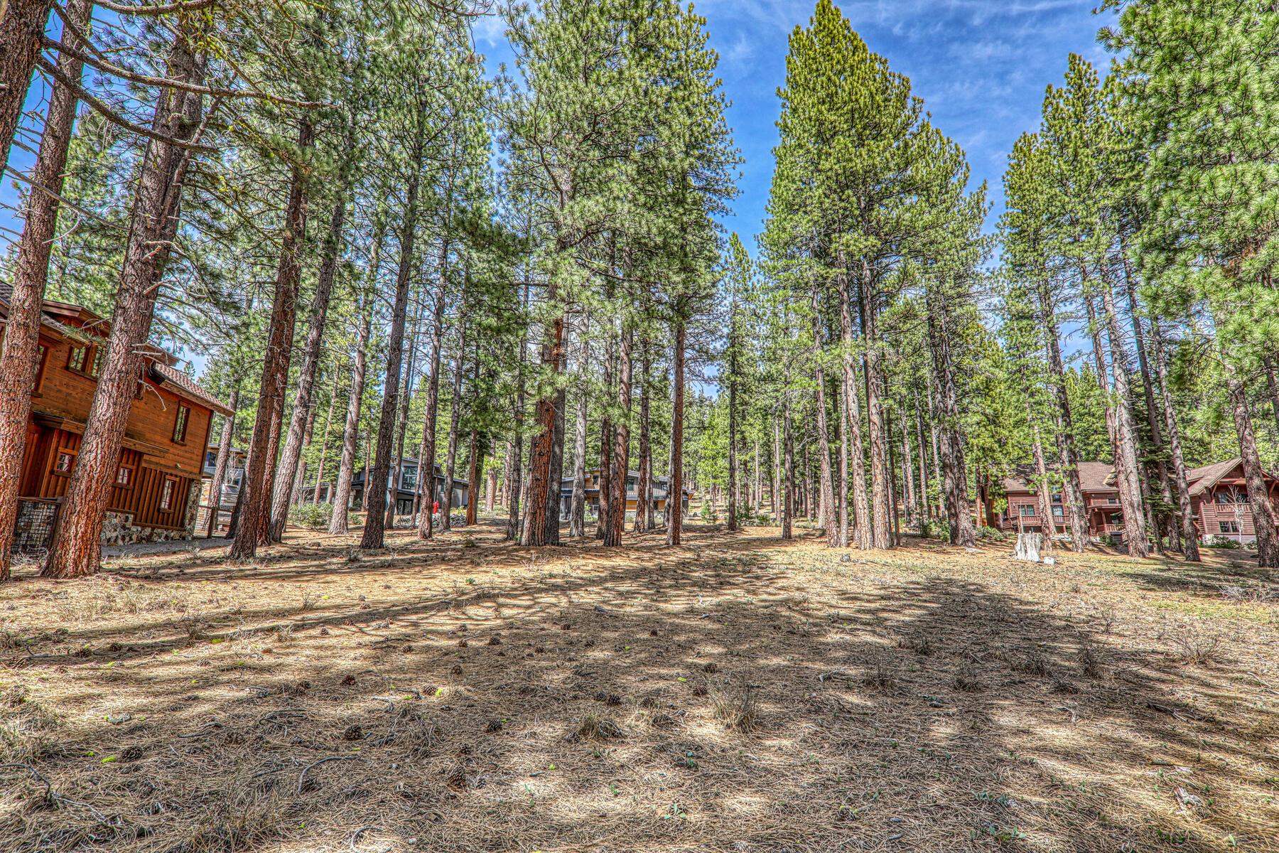 11581 Bottcher Loop Truckee, CA 96161 - Photo 15 of 23 a row of trees with a house in background