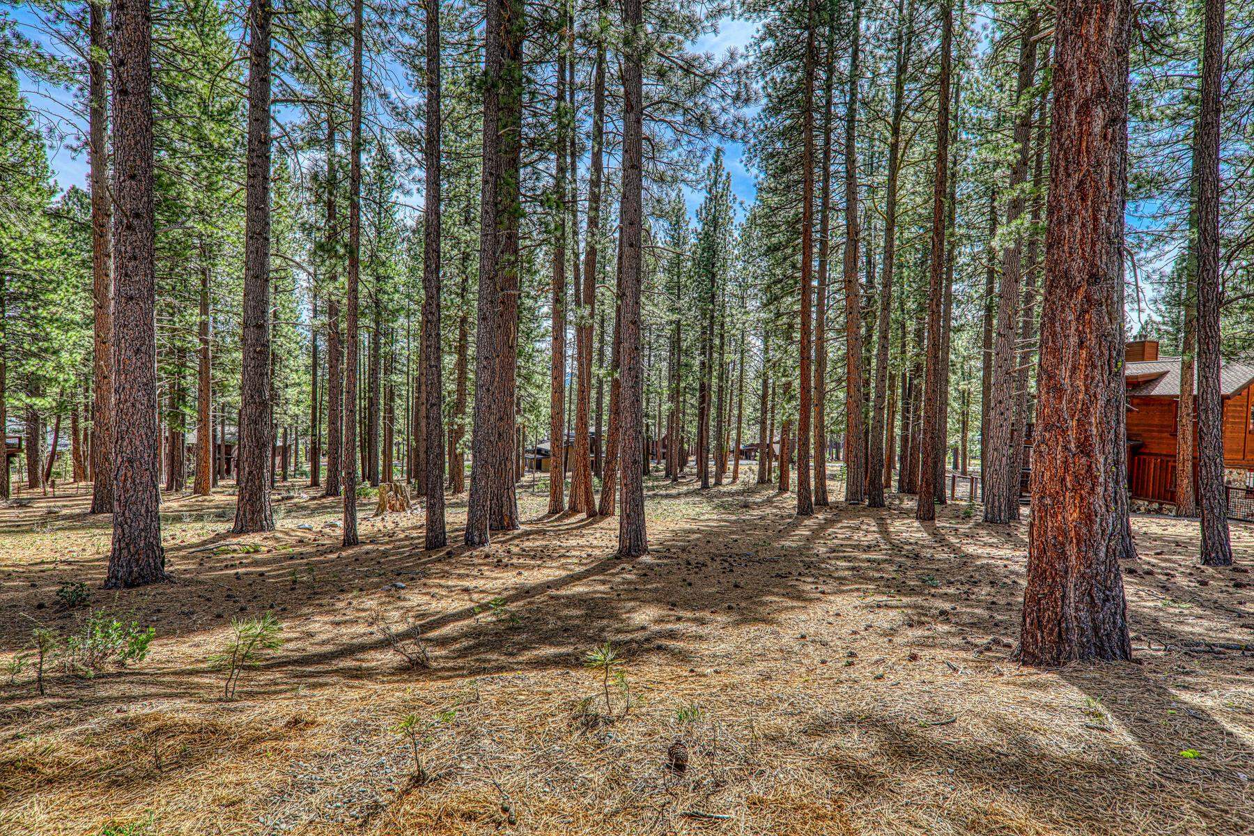 11581 Bottcher Loop Truckee, CA 96161 - Photo 8 of 23 a view of outdoor space with trees