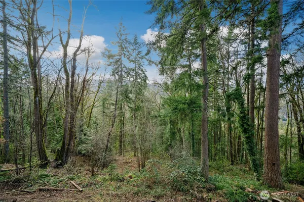 a view of a forest with trees