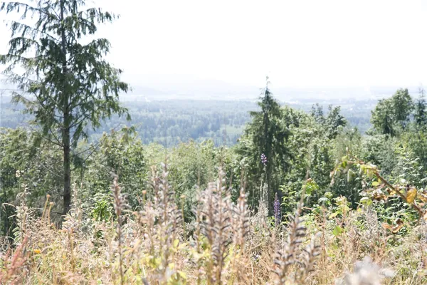 a view of a mountain with a field