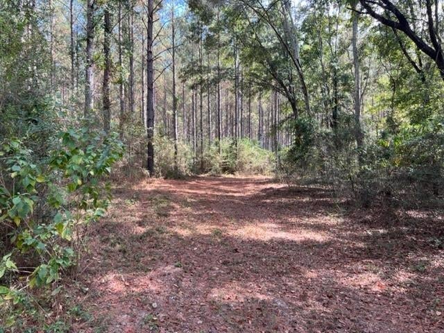 29277 Holmes Langford Road Opp, AL 36467 - Photo 7 of 41 Gallery Image 7