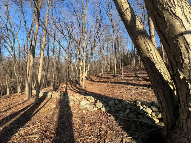 a view of a yard with large trees