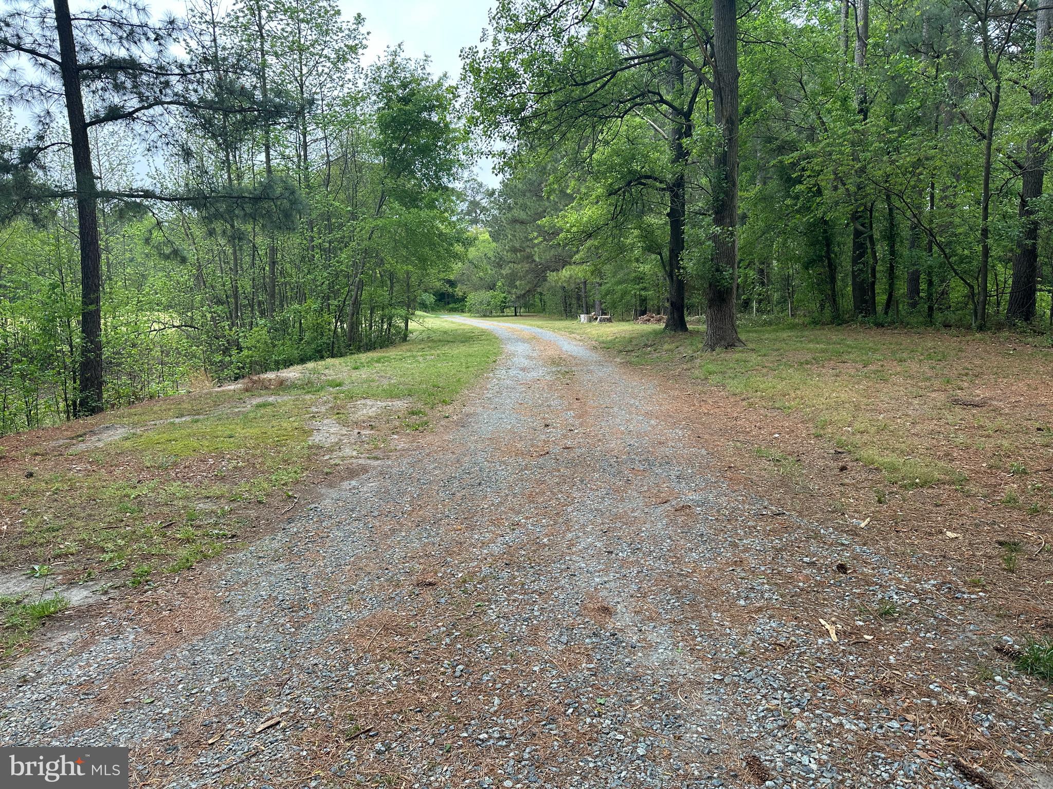 28407 Old Eden Road Eden, MD 21822 - Photo 4 of 48 a view of a forest with trees in the background