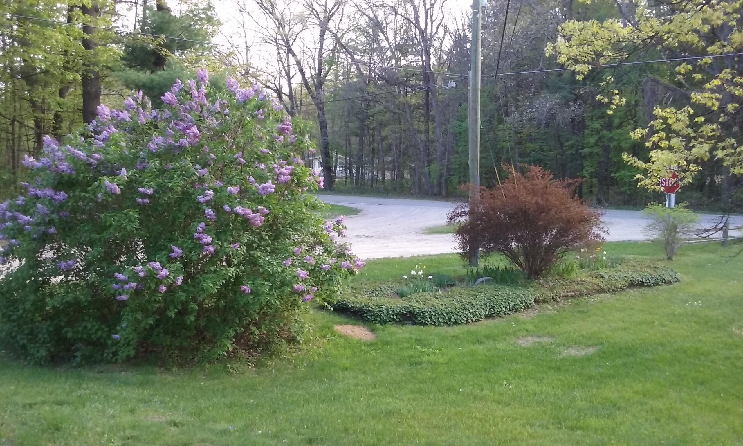 3202 Bass Lake Road Pierson, MI 49339 - Photo 64 of 64 Lilacs and Daffodils in bloom