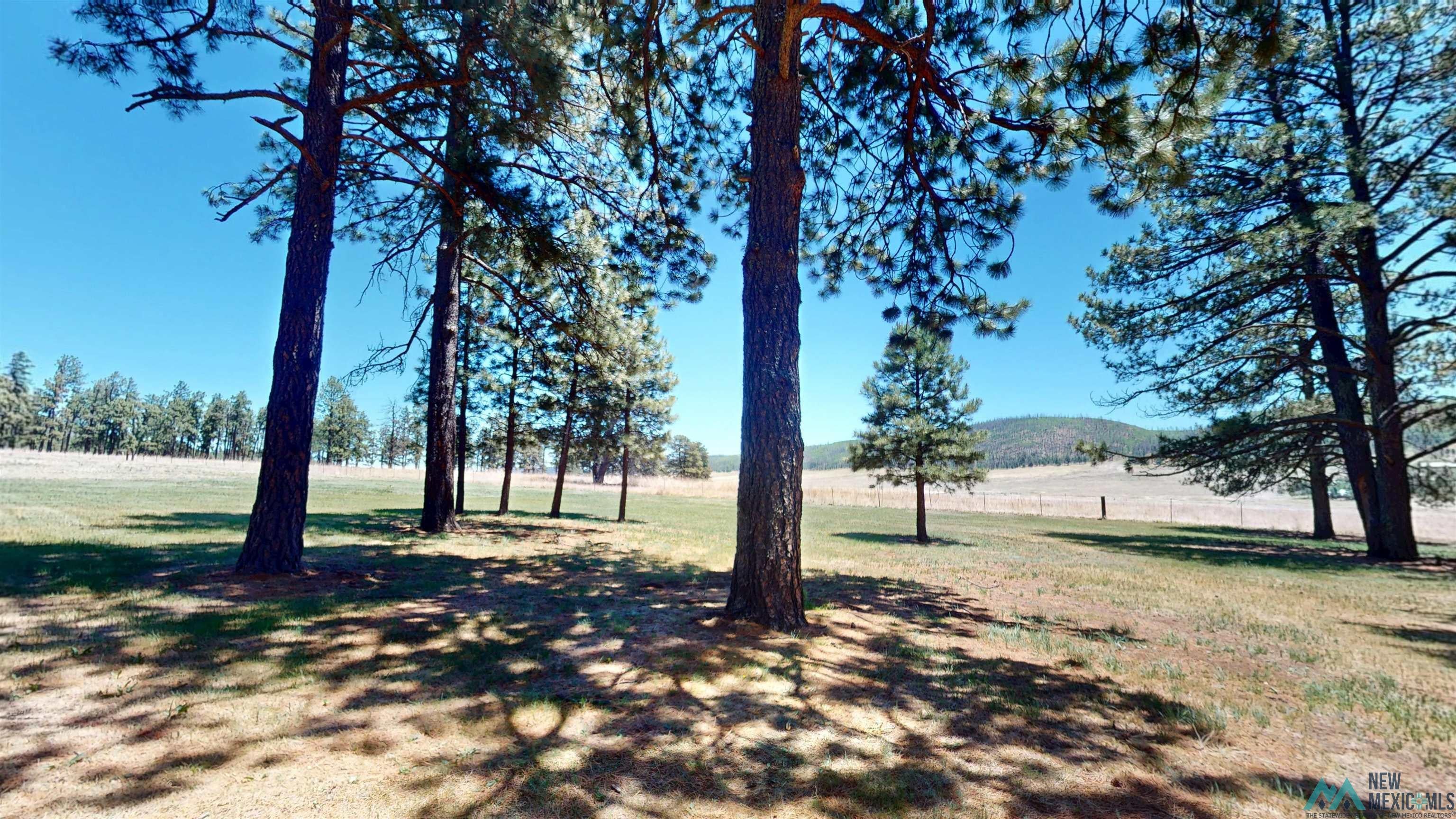 23 Pendaries Lane Rociada, NM 87742 - Photo 23 of 26 Expansive outdoor space featuring mature pine trees, a clear blue sky, and natural ground cover