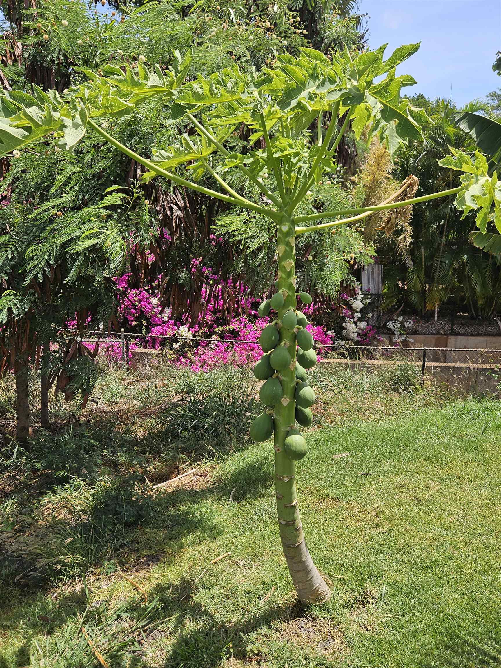 3808 Lower Honoapiilani Road Lahaina, HI 96761 - Photo 33 of 34