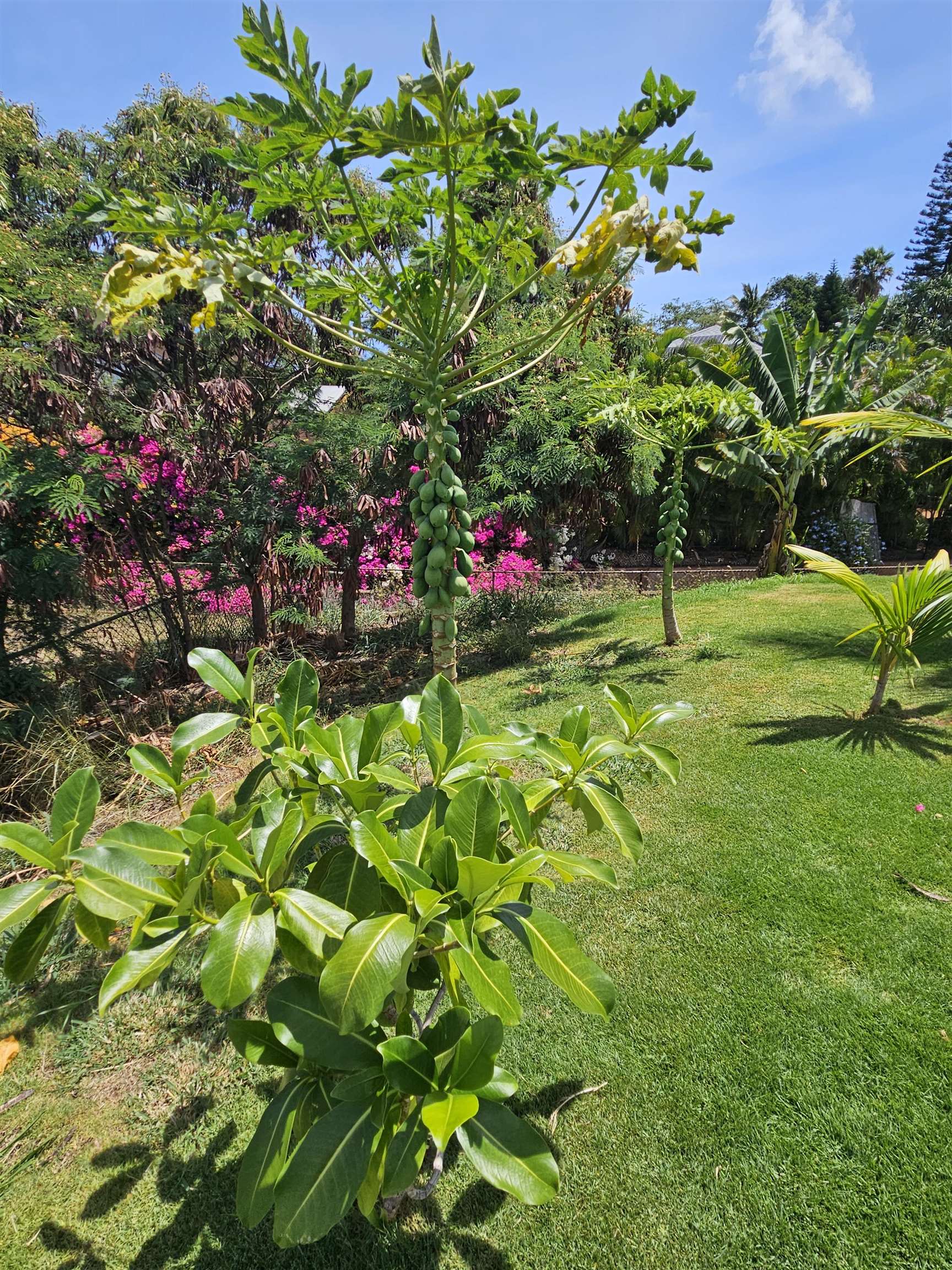 3808 Lower Honoapiilani Road Lahaina, HI 96761 - Photo 34 of 34