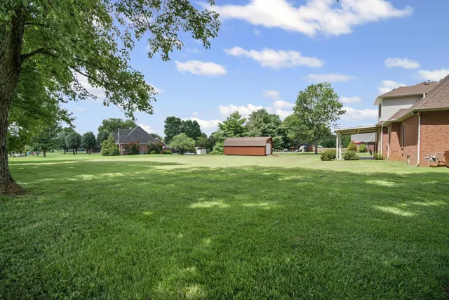 a view of a field with grass and a palm tree
