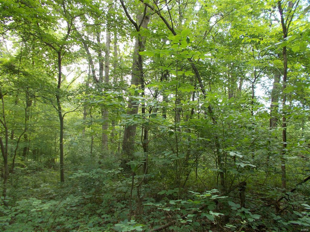 0 Kinkaid Stone Road Ava, IL 62907 - Photo 22 of 54 Gallery Image 22