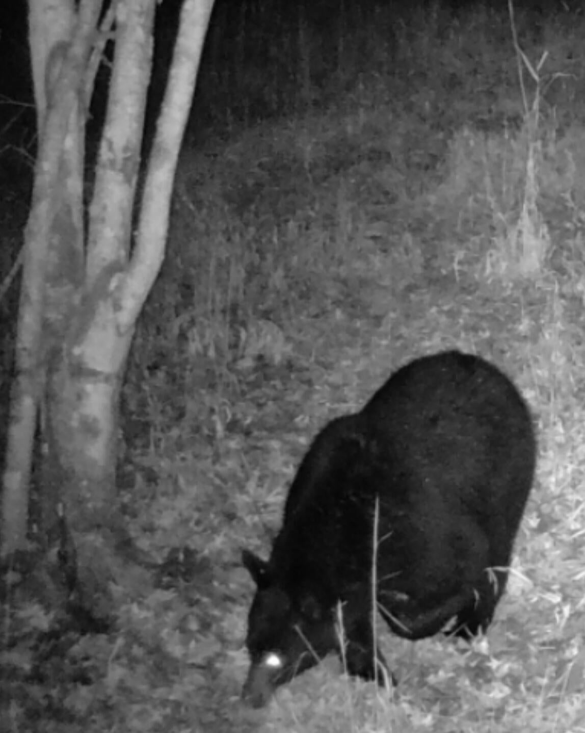 Gray Gable Road Crawley, WV 24931 - Photo 14 of 20 Wildlife