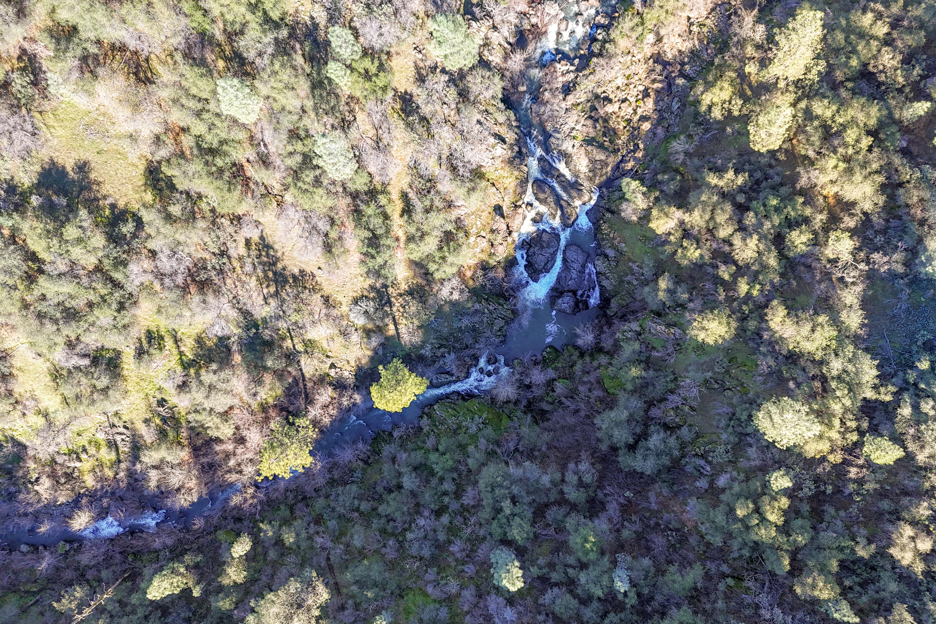 **** Western Whitehouse Way Oak Run, CA 96069 - Photo 14 of 18 a view of a tree