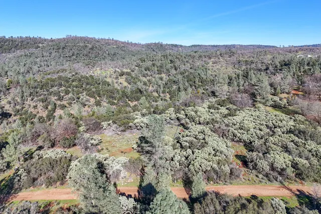a view of a forest with a tree
