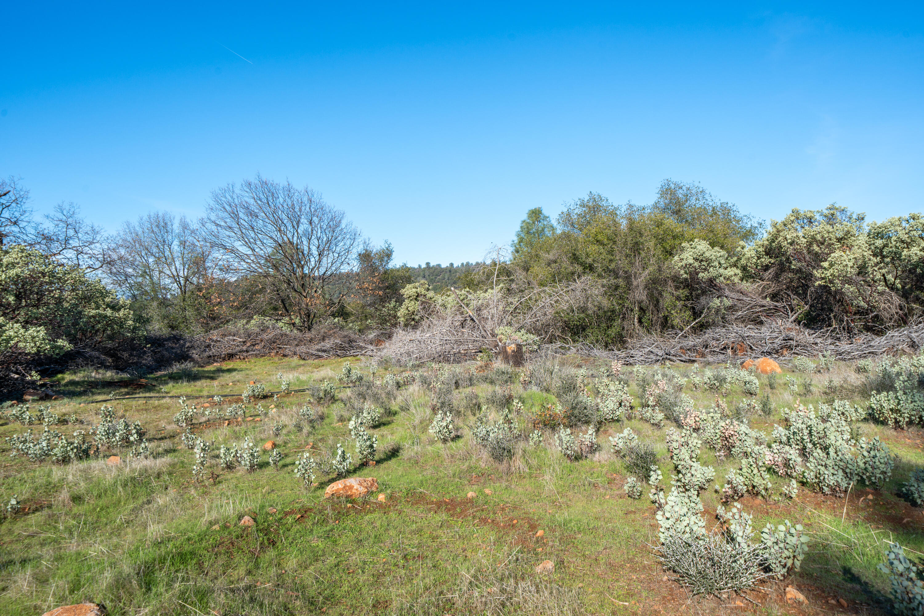**** Western Whitehouse Way Oak Run, CA 96069 - Photo 8 of 18 a view of a field with trees in the background