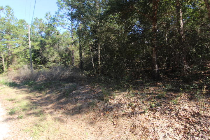 10 Spring Lake Road DeFuniak Springs, FL 32433 - Photo 3 of 14 a view of a yard with a tree