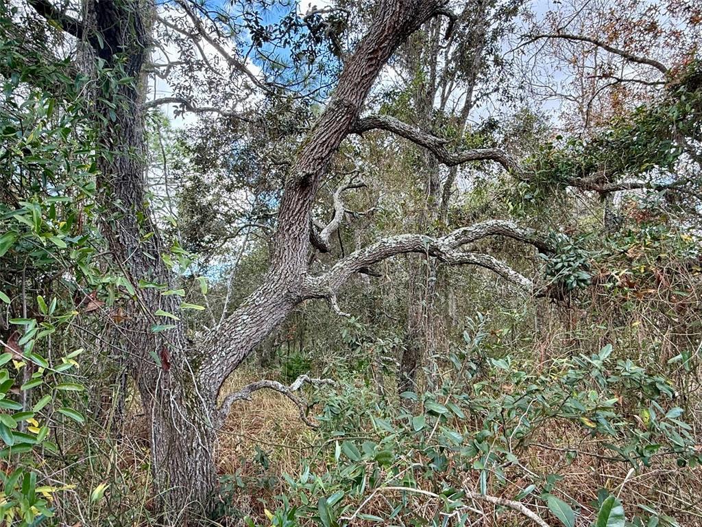 0 Centralia Road Weeki Wachee, FL 34614 - Photo 7 of 8 a backyard of a house with lots of trees